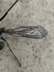 Condylostylus pruinosus