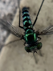 Condylostylus pruinosus