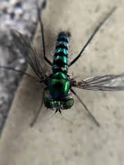 Condylostylus pruinosus