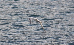 Sterninae