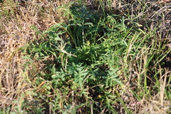 Ratibida columnifera