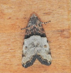 Cobubatha dividua
