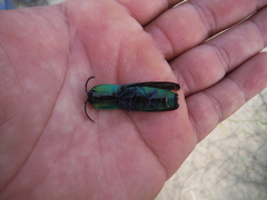 Chalcolepidius smaragdinus
