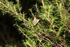Ichneutica ustistriga