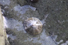 Patella caerulea