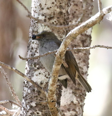 Myrsine lessertiana