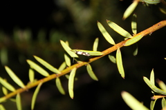 Opogona comptella