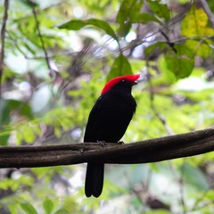 Antilophia galeata
