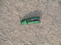 Chalcolepidius smaragdinus