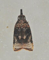 Platynota flavedana