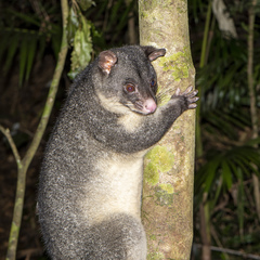 Trichosurus caninus