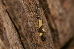 Opogona comptella