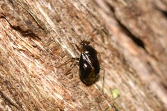Deraeocoris