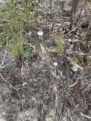 Chrysocephalum baxteri