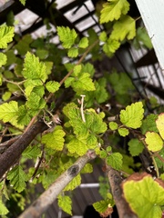 Pseudomantis albofimbriata