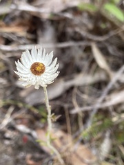 Chrysocephalum baxteri