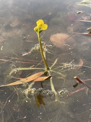 Utricularia inflata