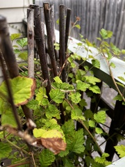 Pseudomantis albofimbriata