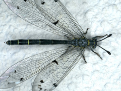 Bandidus canifrons