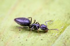 Technomyrmex albipes