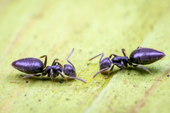 Technomyrmex albipes