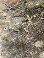 Chrysocephalum baxteri