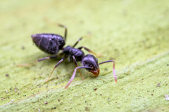 Technomyrmex albipes