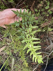 Cheilanthes viridis