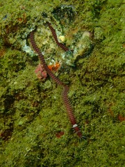 Eunice australis