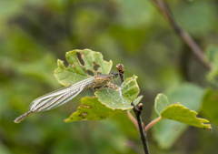 Enallagma cyathigerum