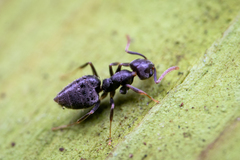 Technomyrmex albipes