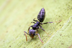 Technomyrmex albipes