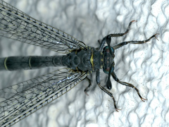 Bandidus canifrons