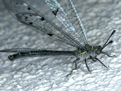 Bandidus canifrons