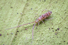Salininae