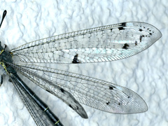 Bandidus canifrons