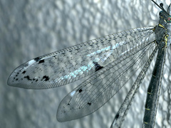 Bandidus canifrons
