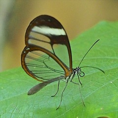 Pteronymia cotytto cotytto