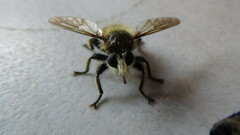 Laphria fernaldi