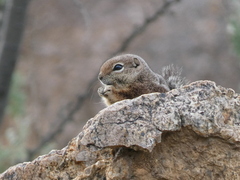 Ammospermophilus harrisii