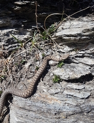 Vipera aspis aspis