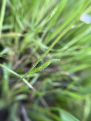 Plagiobothrys collinus