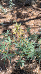 Lupinus angustiflorus