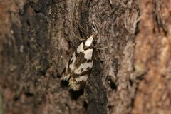 Palimmeces variegata