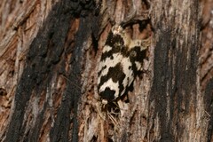 Barea confusella