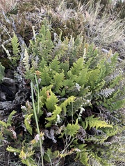 Myriopteris wootonii