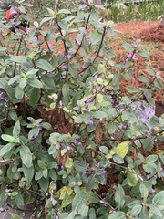 Hygrophila pogonocalyx