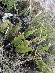 Myriopteris wootonii