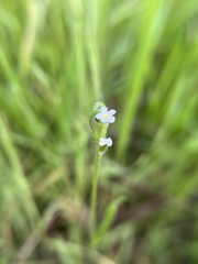 Plagiobothrys collinus