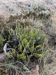 Myriopteris wootonii